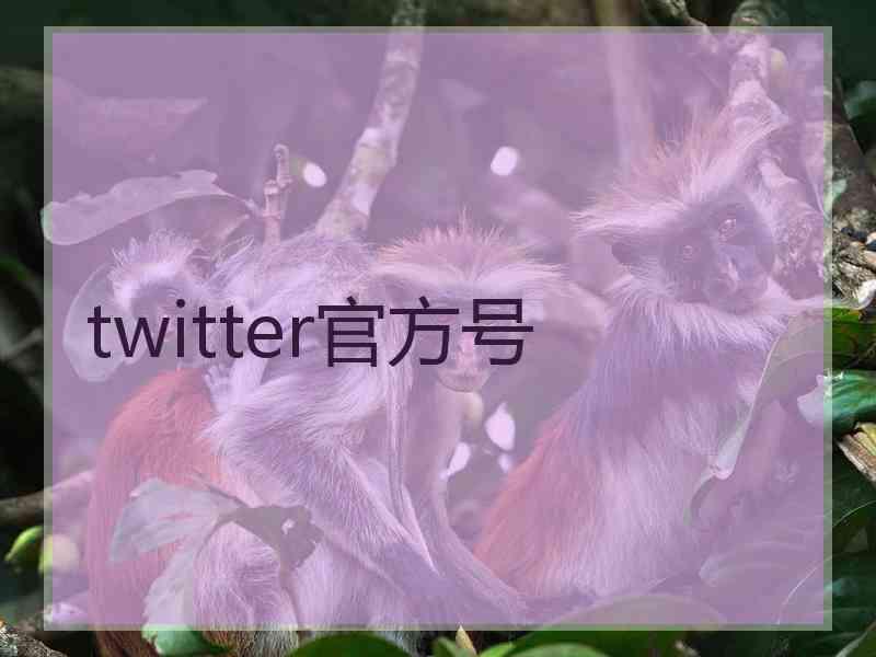 twitter官方号